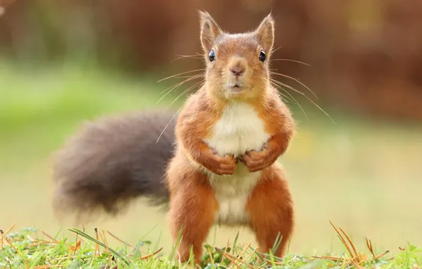 Picture grass, look, pose, background, legs, protein, tail, red