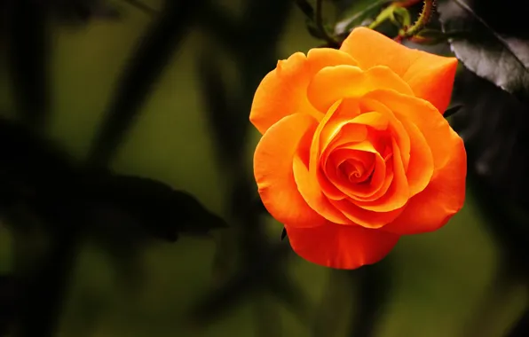 Leaves, orange, rose, petals, Bud