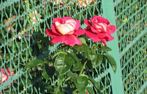 The fence, Summer, Mesh, Pair, Roses, Raspberry, Meduzanol ©