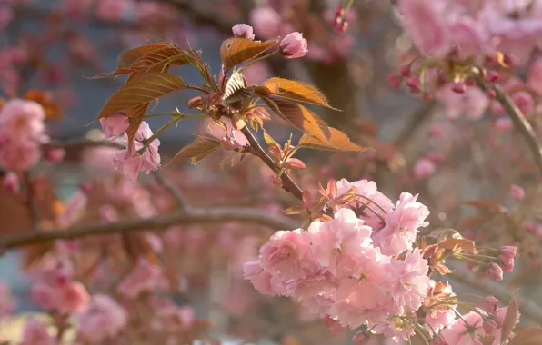 Macro, cherry, branch, spring, Sakura, flowering, flowers