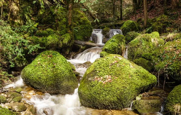Picture greens, forest, leaves, trees, stream, stones, moss, Switzerland