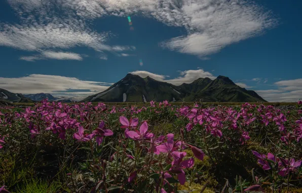 Clouds, meadow flowers, clouds, blue sky, beautiful landscape, blue sky, beautiful landscape, summer day