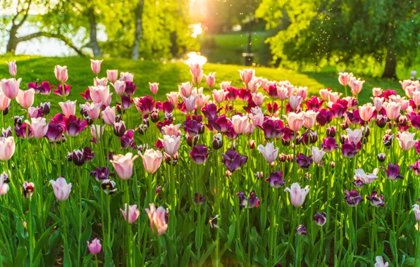 Picture greens, light, Park, spring, garden, tulips, pink, flowerbed