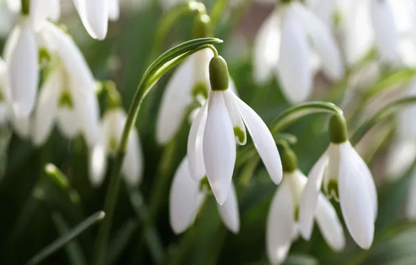 Macro, flowers, stems, blur, spring, snowdrops, white, blur