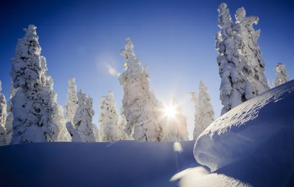 Winter, forest, the sun, snow, nature