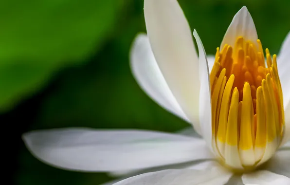 White, flower, macro, Lily, water Lily