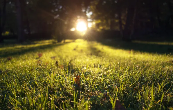 Picture greens, grass, leaves, the sun, rays, light, sunset, glare