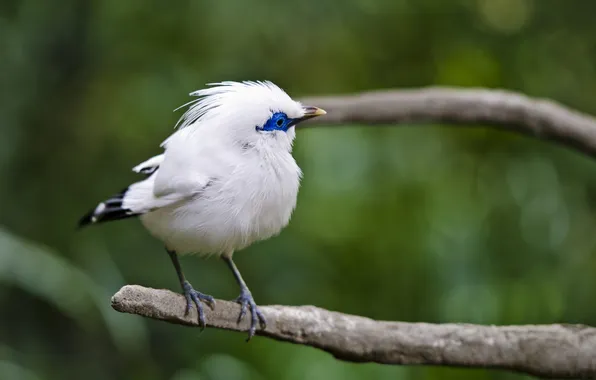 Picture background, bird, branch, white