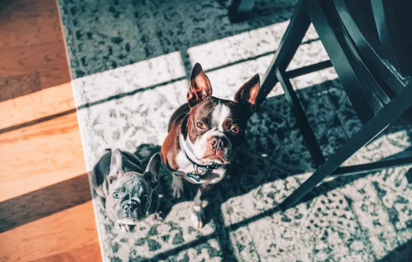 Look, carpet, puppy, two dogs, faces, French bulldog, Boston Terrier
