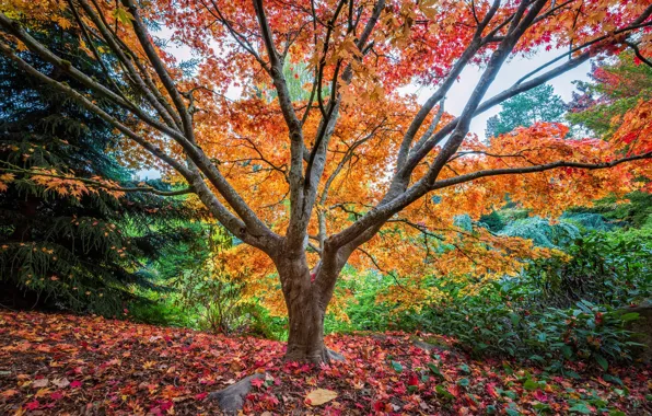 Picture trees, Park, spruce, red, nature, glade, foliage, spreading