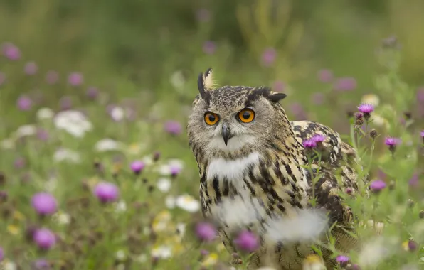 Picture grass, eyes, bird, Filin common