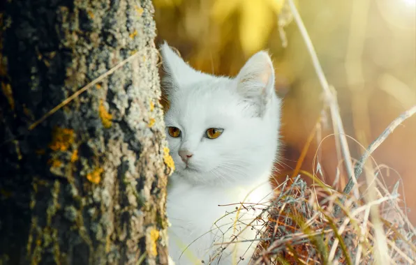 Autumn, cat, white, grass, look, nature, kitty, tree