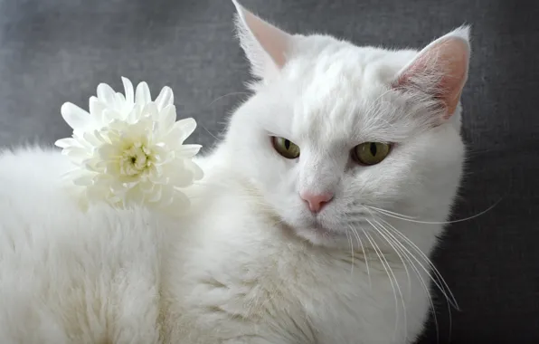 Cat, white, flower, cat, look, face, portrait, white