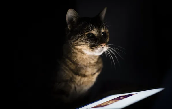 Computer, cat, look