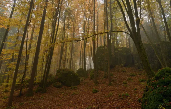 Autumn, forest, trees, nature, stones, moss, Niklas Hamisch