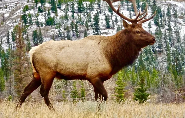 Nature, bull, wildlife, male, antlers, elk, animal wildlife, moose on grass