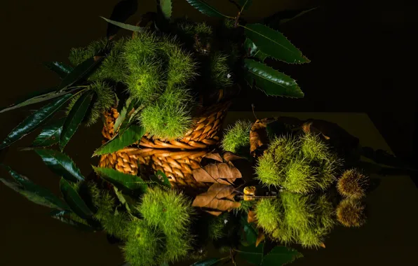 Wallpaper leaves, style, reflection, still life, chestnuts
