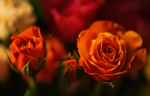 Close-up, Orange roses, rosebuds, blur the background