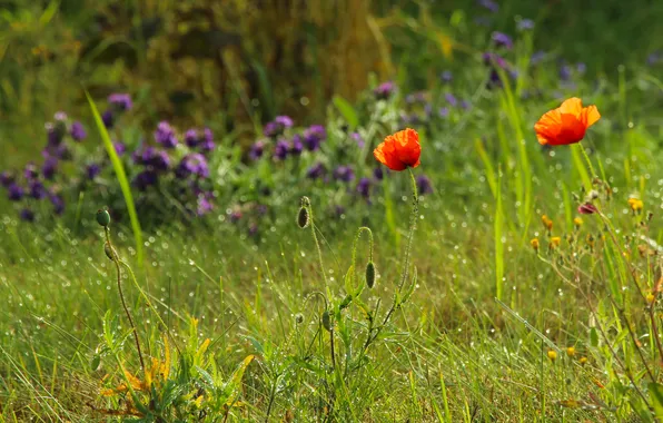Red, flower, poppy