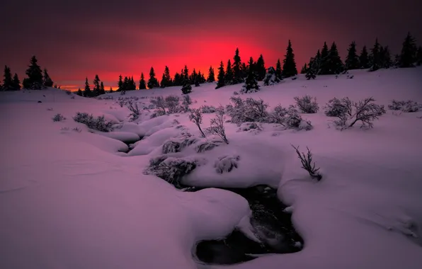 Picture winter, snow, sunset, nature