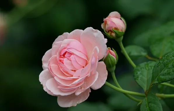 Macro, pink, rose, buds