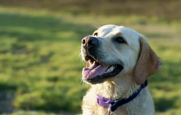 Picture field, background, dog