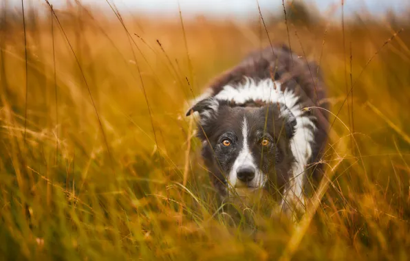 Look, each, dog