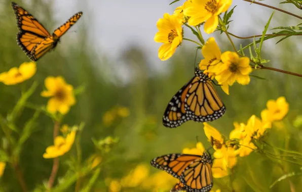 Picture plant, moth, flowers, butterfly