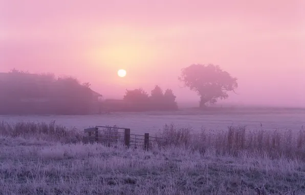 The sun, fog, tree, Morning, frost