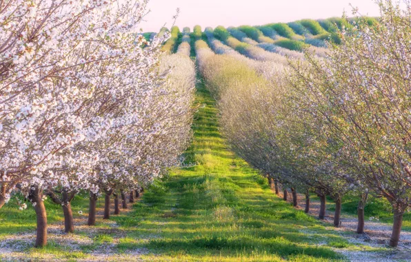 Spring, garden, Sakura, flowering