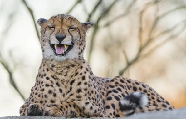 Picture cat, Cheetah, fangs, ©Tambako The Jaguar