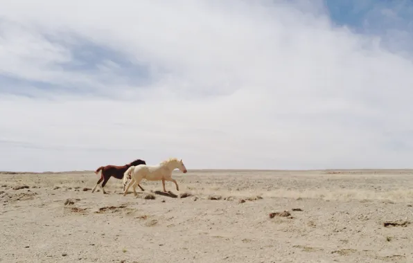 Sky, desert, clouds, horses, running