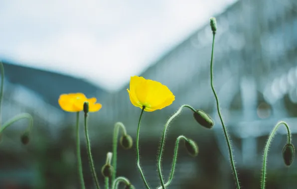 Flowers, Mac, yellow, petals