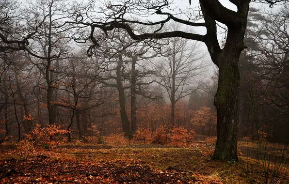 Autumn, trees, fog, foliage, trees, autumn, fog, foliage
