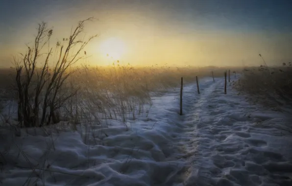 Field, snow, landscape, morning