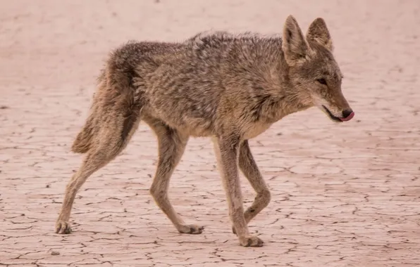 Picture usa, animal, wildlife, coyote