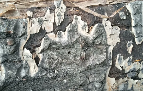 Tree bark, tree, wooden decoration
