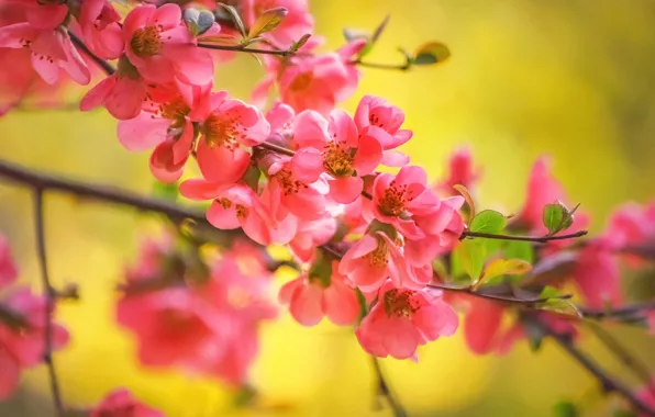 Branches, flowering, flowers, Japonica, The Japan quince