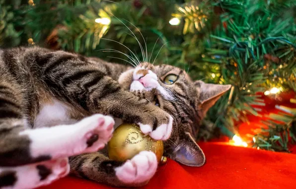 Cat, cat, look, branches, lights, pose, toy, legs