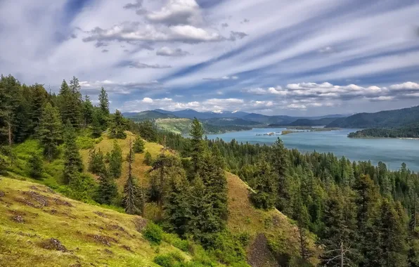 Picture forest, trees, mountains, Lake Coeur d'alene, lake Coeur d'alene