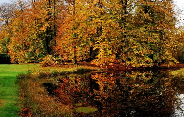 Autumn, forest, reflection, trees, nature, pond, forest, Landscape