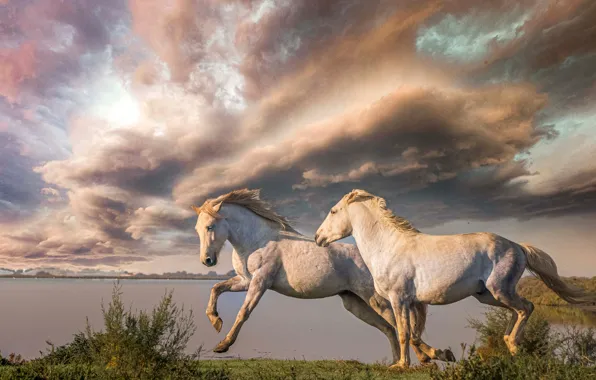 The sky, clouds, lake, horses, horse, a couple