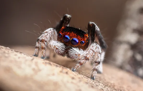 Look, macro, pose, background, spider, bokeh, jumper, spider