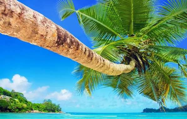 Picture sea, beach, landscape, tropics, palm trees, blue water