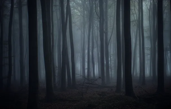 Forest, trees, nature, fog, twilight, Karl Irle