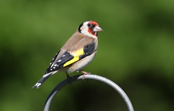Picture bird, bird, goldfinch