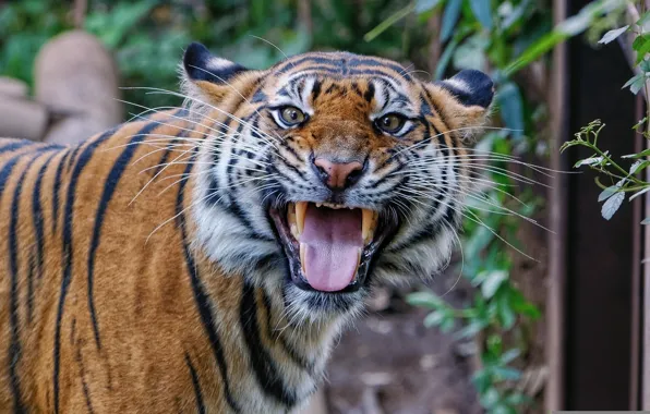 Picture language, cat, face, tiger, mouth, fangs, Sumatran