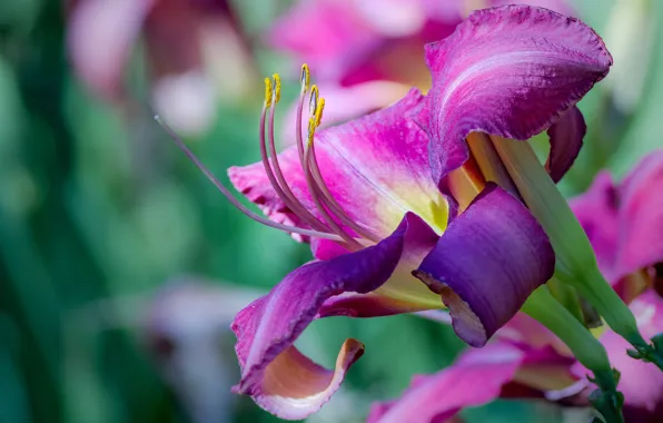 Flower, macro, pink, Lily, petals, lilac, daylilies