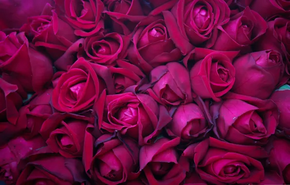 Flowers, roses, petals, buds