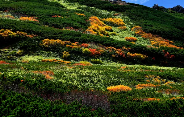 Mountains, stones, landscape, vegetation, Japan, the bushes, Following